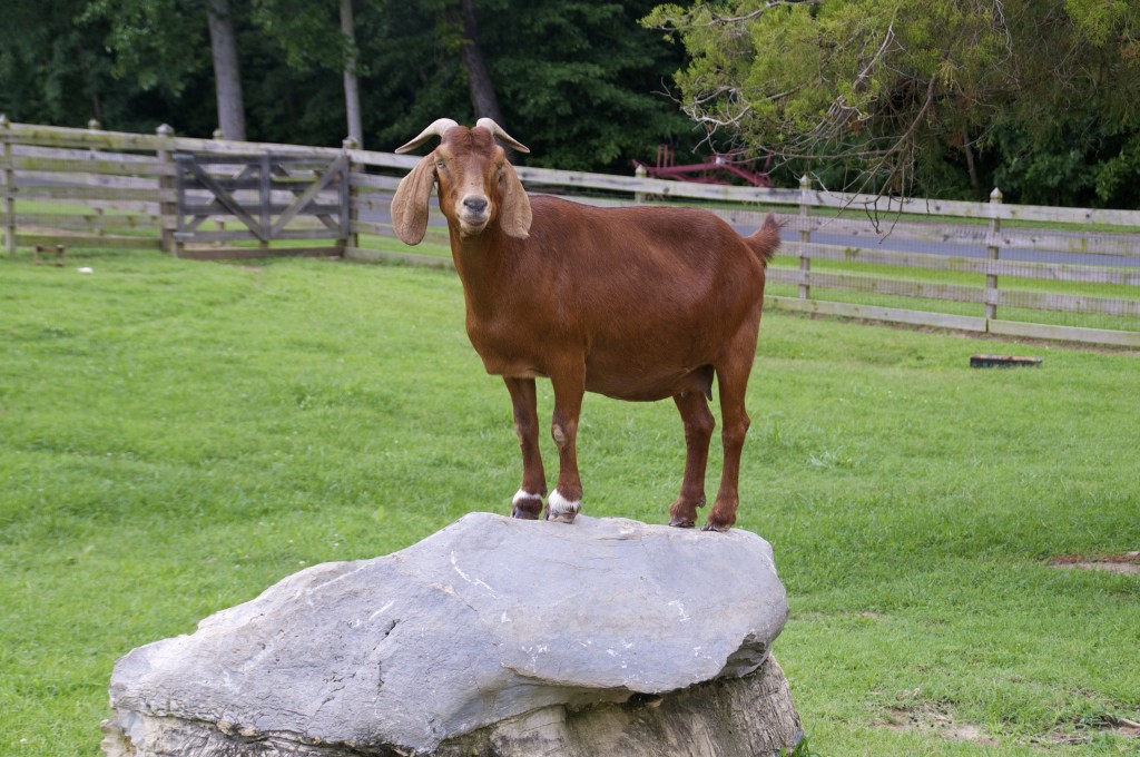 Posing Goat II