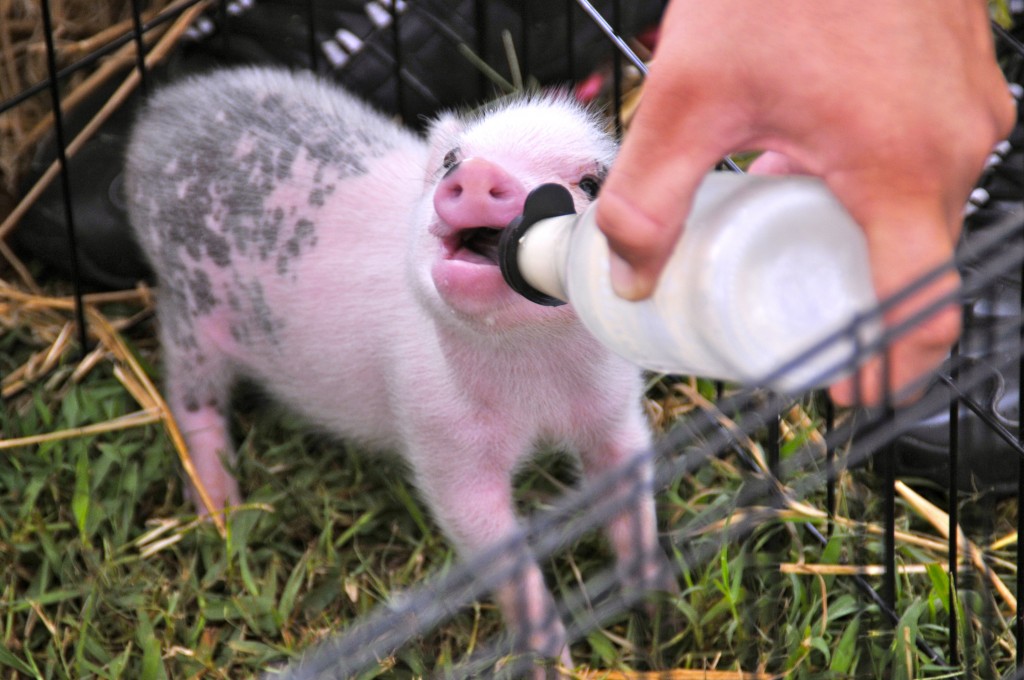 Baby Pig II