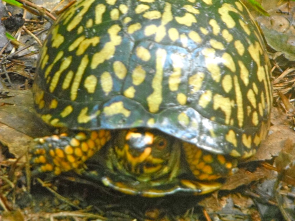 Turtle III