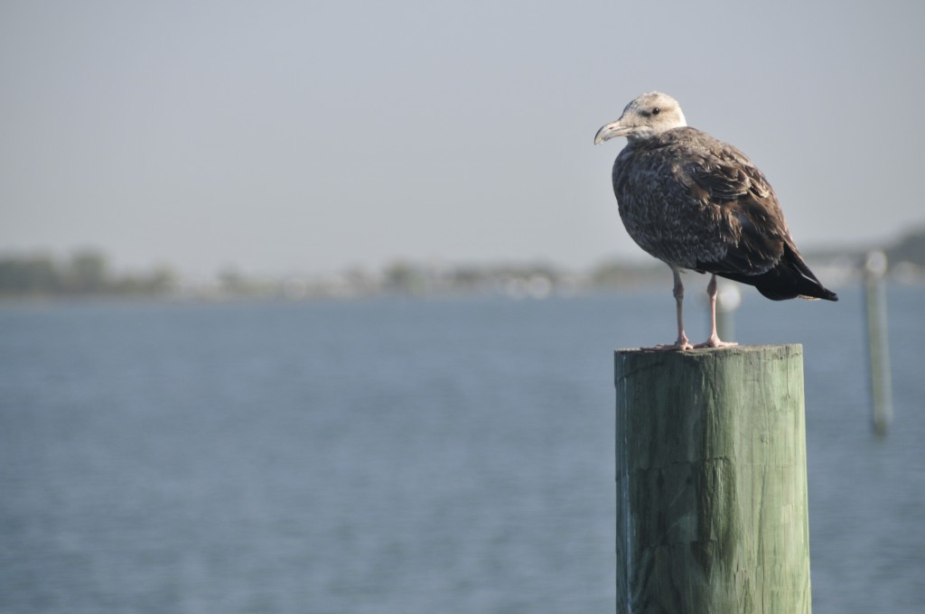 Back River Seagull