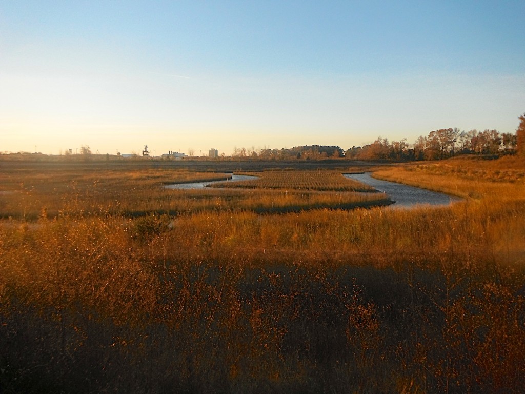 More Retored Wetland