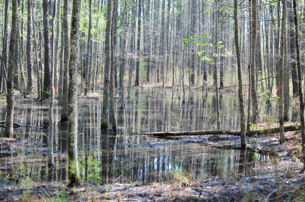 Swamp II