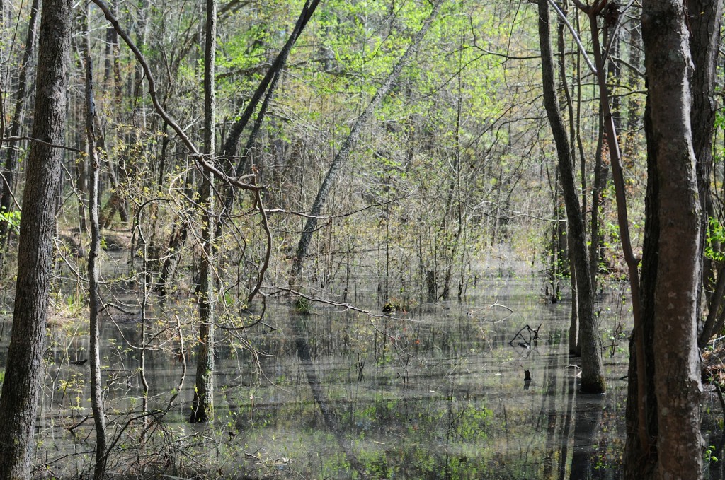 Swamp I